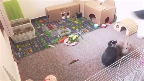 Bunny cam .